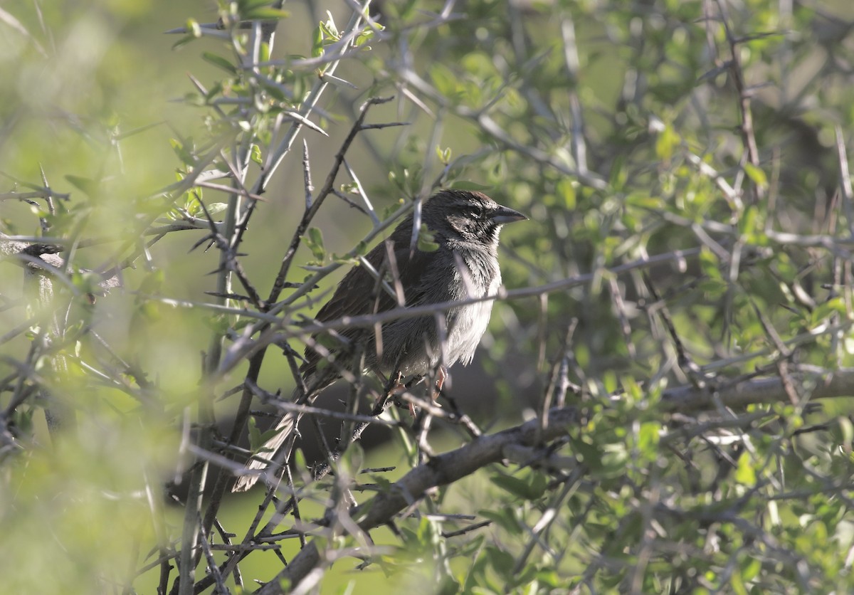 Five-striped Sparrow - Mary Backus