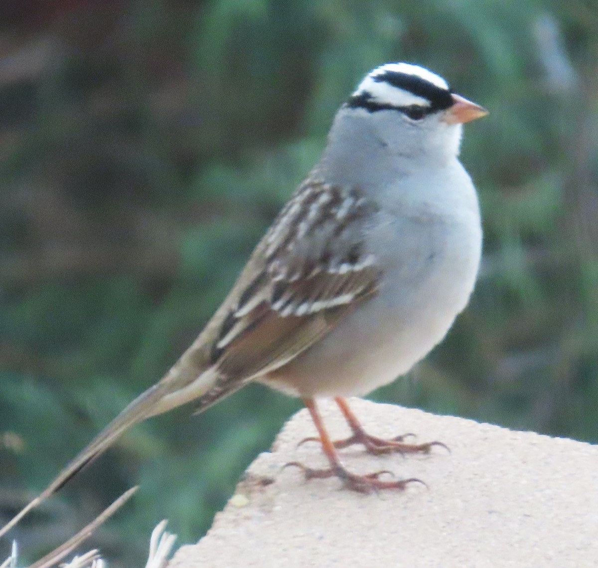 White-crowned Sparrow (Dark-lored) - Robin Gurule