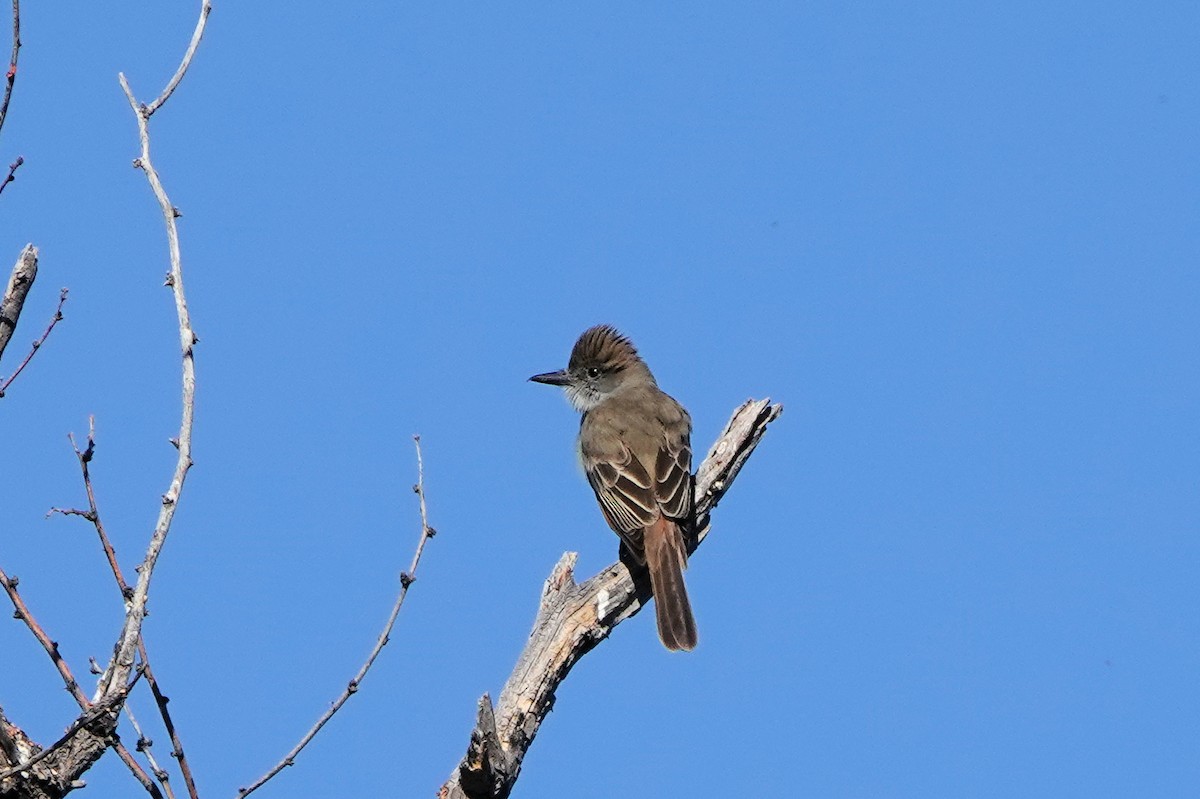 Brown-crested Flycatcher - ML618833243