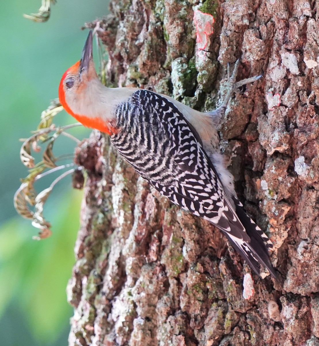 Red-bellied Woodpecker - ML618833285