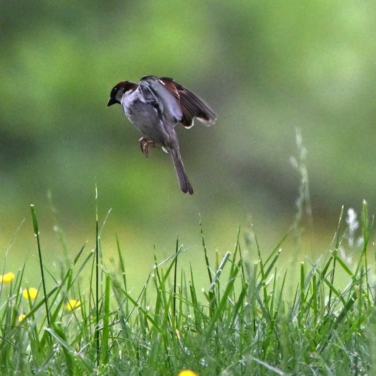 House Sparrow - DAVID VIERLING