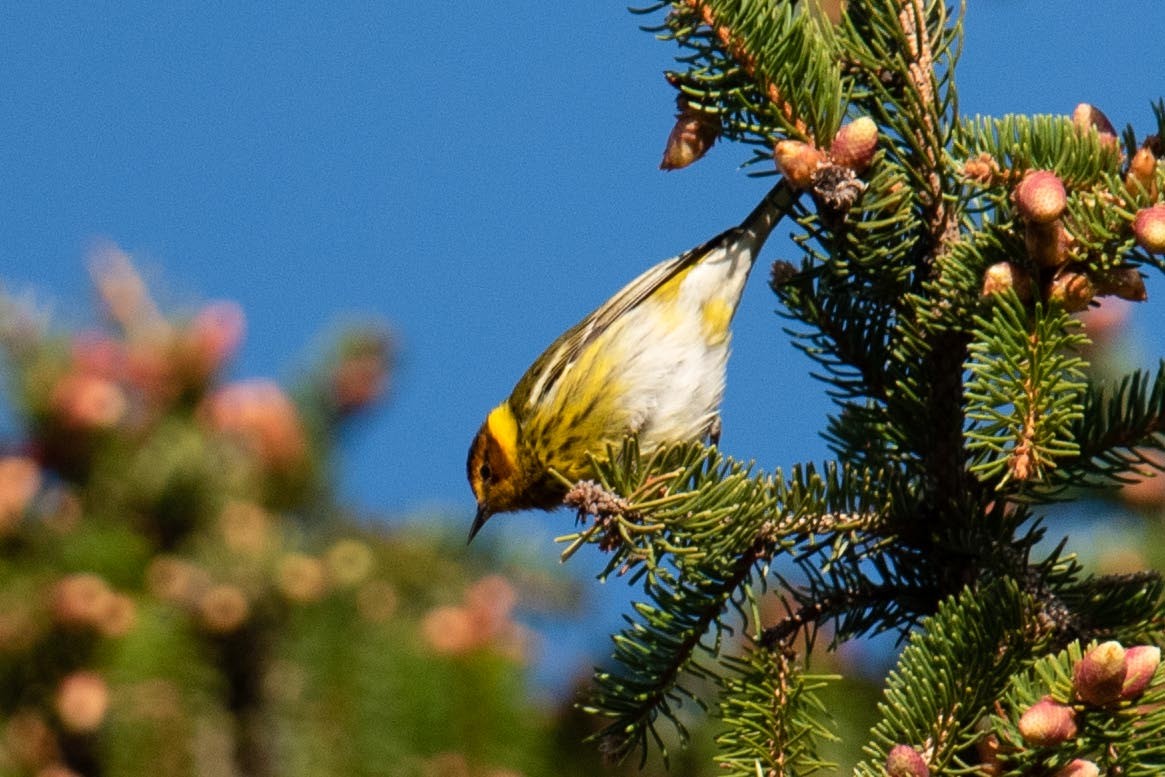 Cape May Warbler - ML618833332