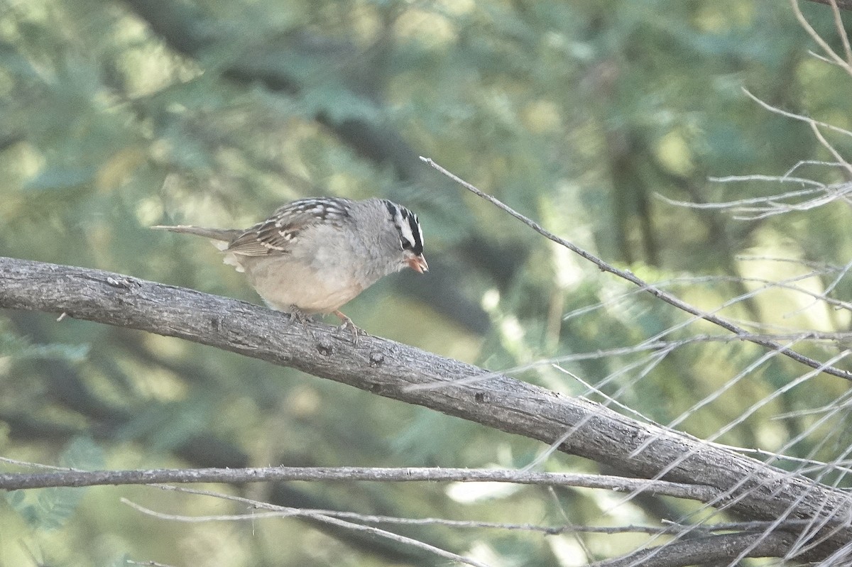 White-crowned Sparrow - ML618833362
