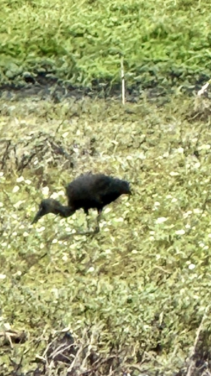 ibis hnědý - ML618833373