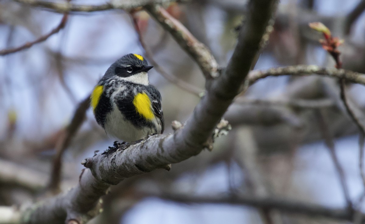 Yellow-rumped Warbler (Myrtle) - Will Sweet
