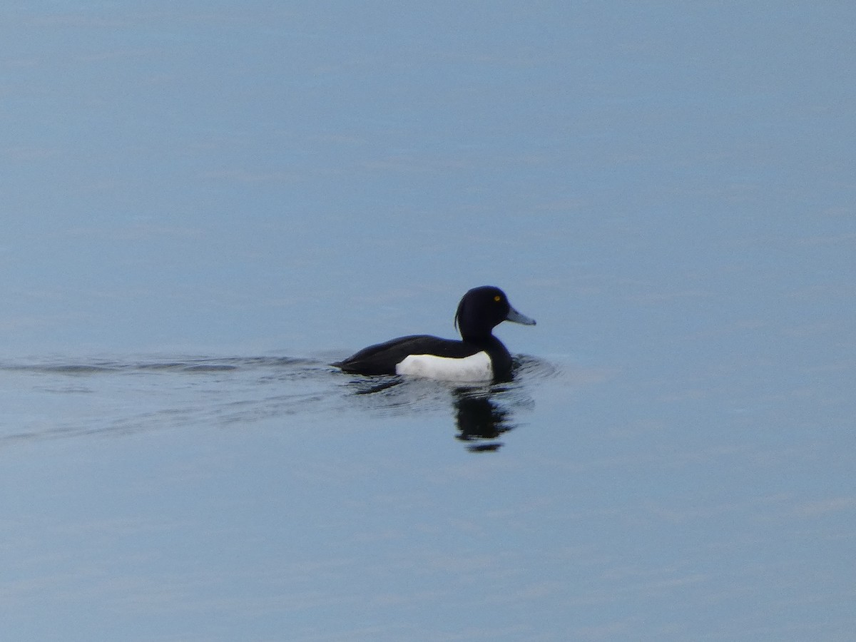 Tufted Duck - Mike Tuer