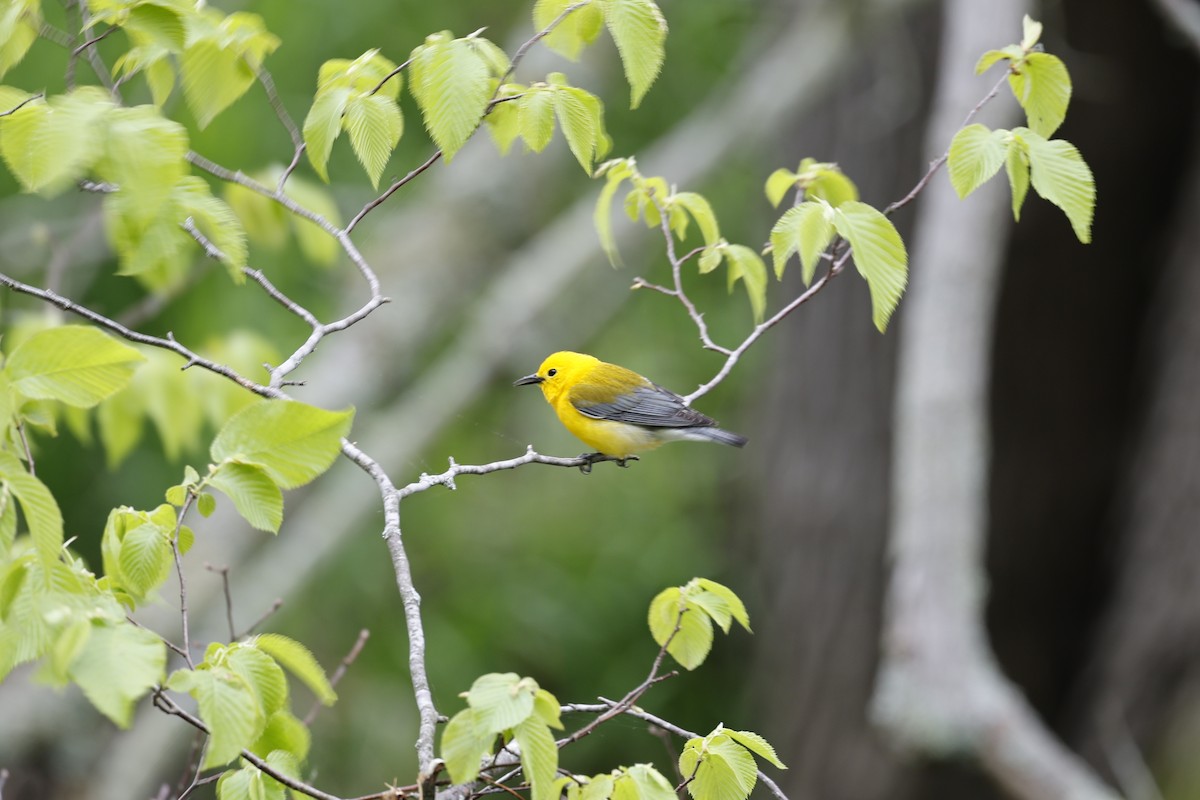 Prothonotary Warbler - ML618833382