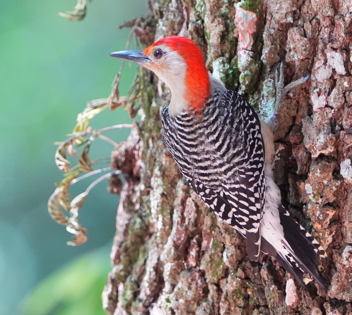 Red-bellied Woodpecker - ML618833386