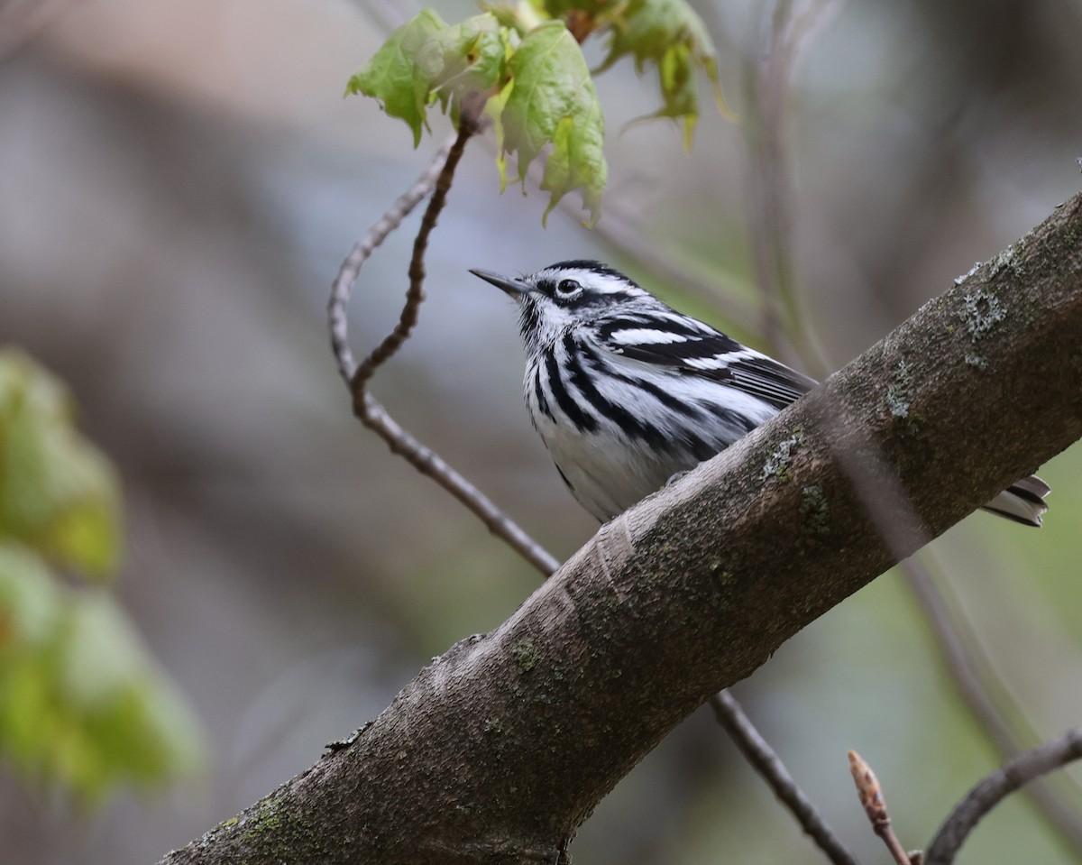 Black-and-white Warbler - ML618833399