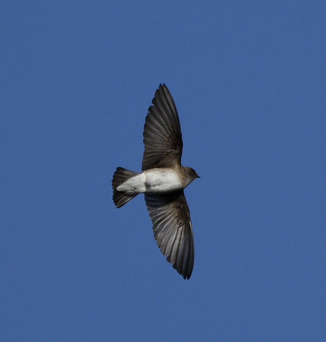 Northern Rough-winged Swallow - ML618833411