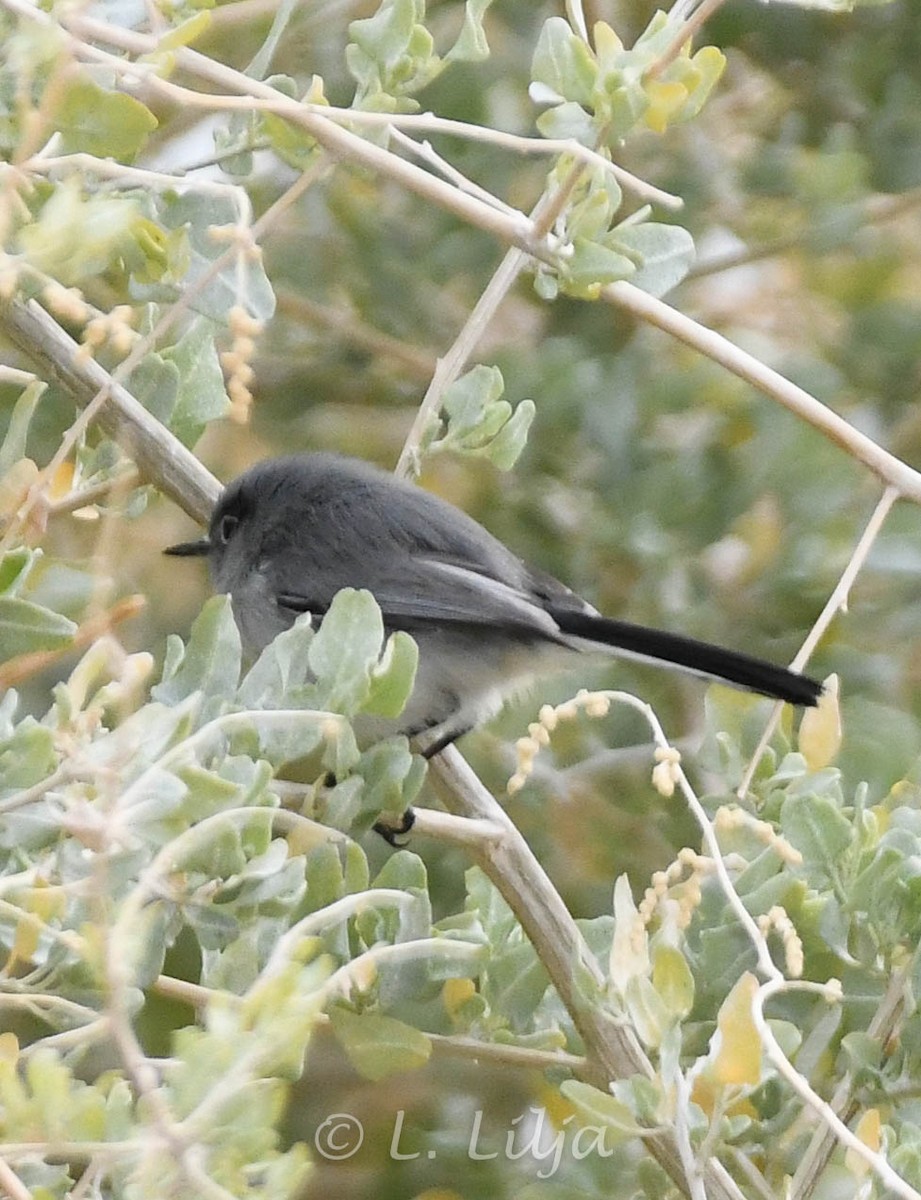 Black-tailed Gnatcatcher - Lorri Lilja
