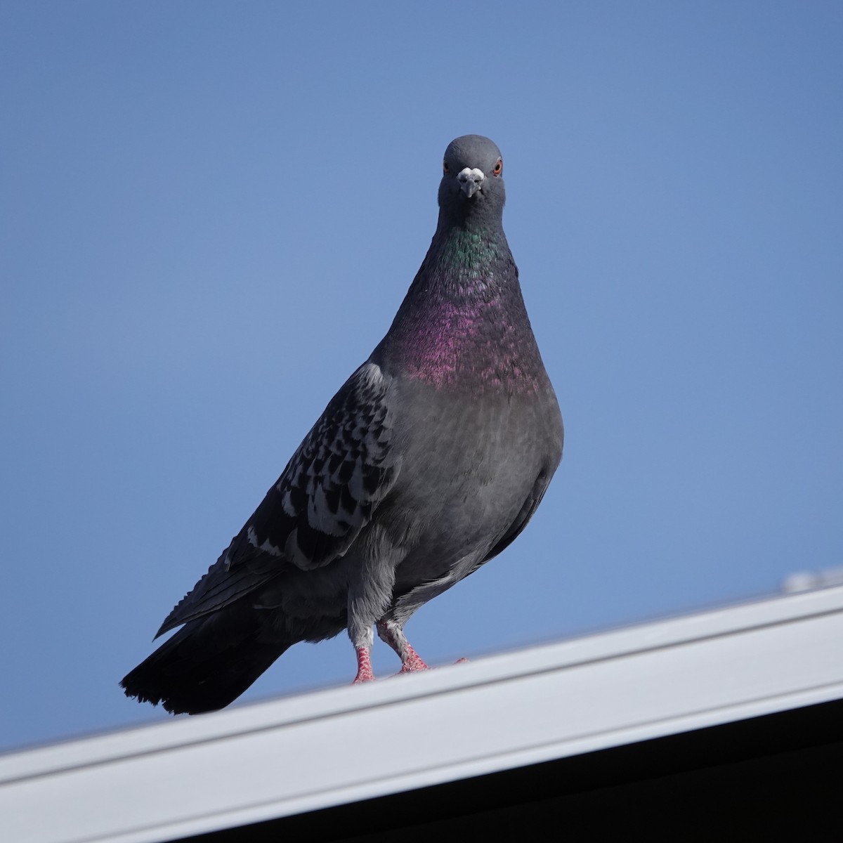 Rock Pigeon (Feral Pigeon) - George Ho