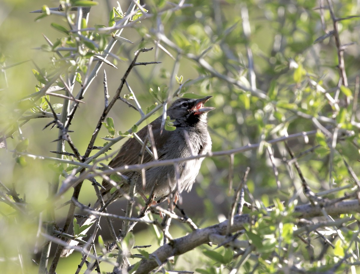 Five-striped Sparrow - Mary Backus