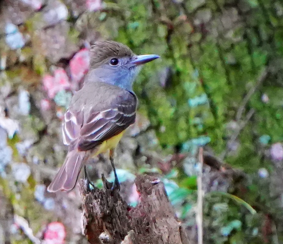 Great Crested Flycatcher - ML618833500
