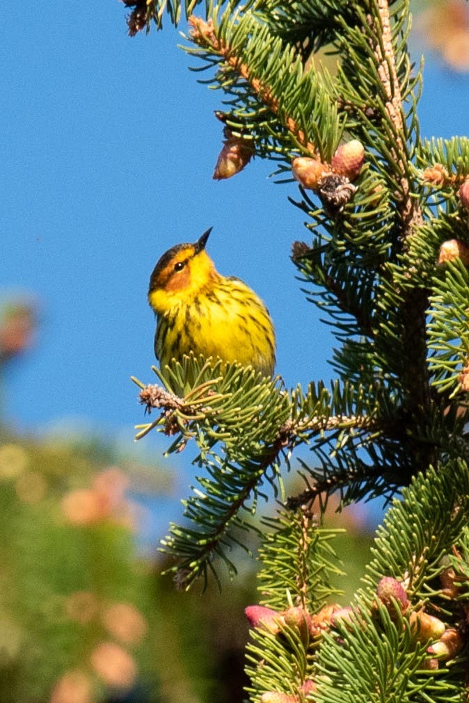 Cape May Warbler - ML618833529