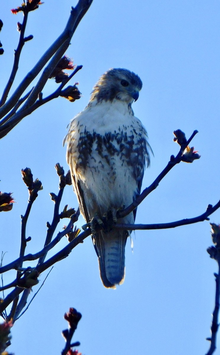 Red-tailed Hawk - Tim E.