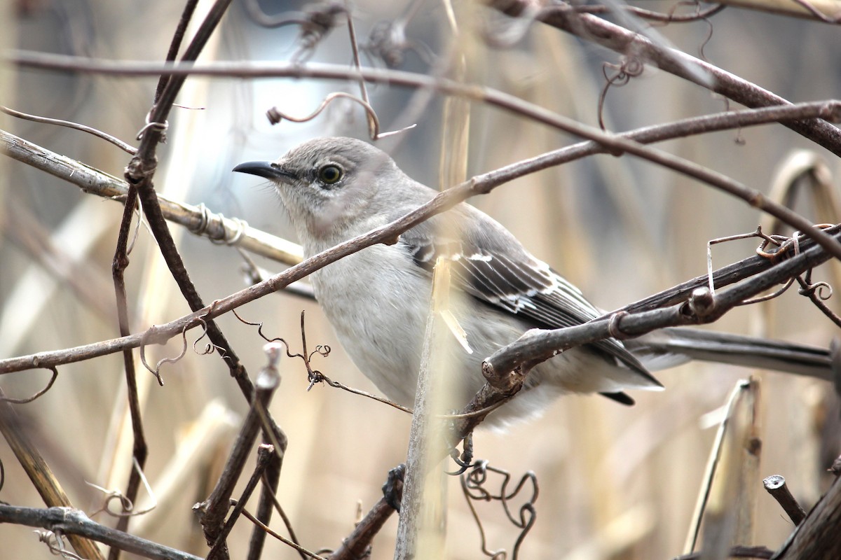Northern Mockingbird - kathleen shuet