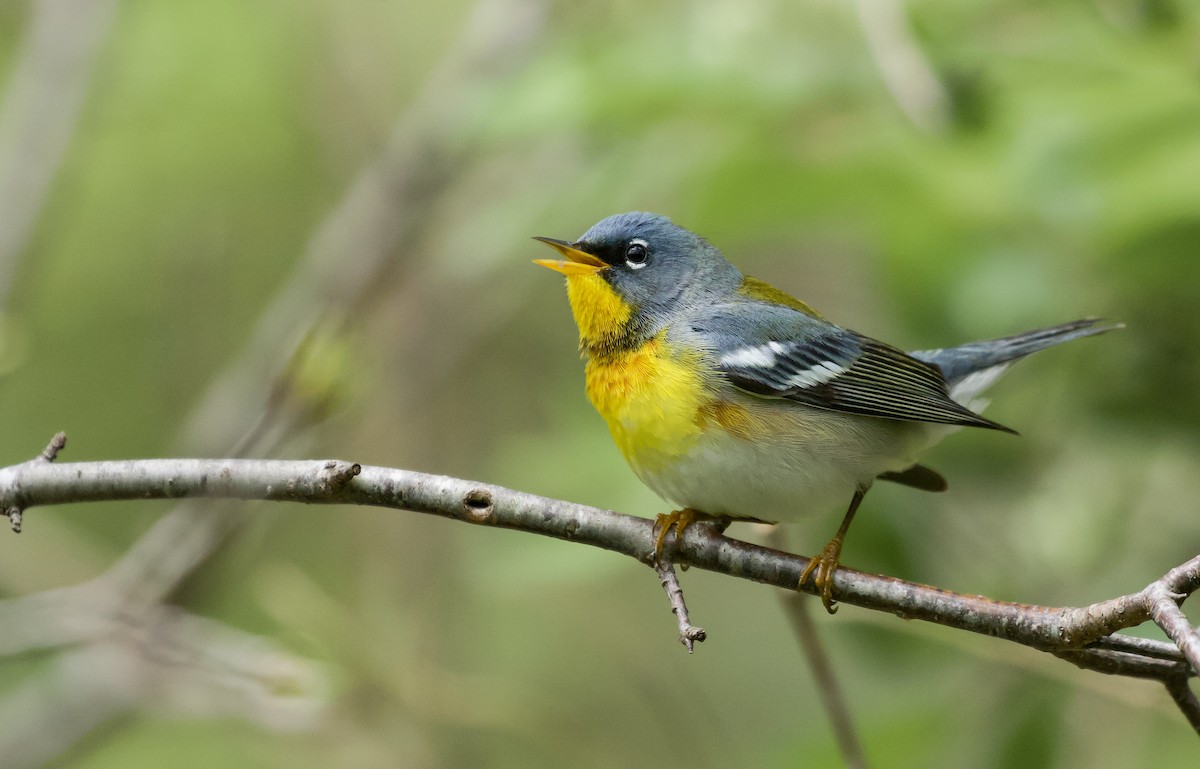 Northern Parula - Will Sweet