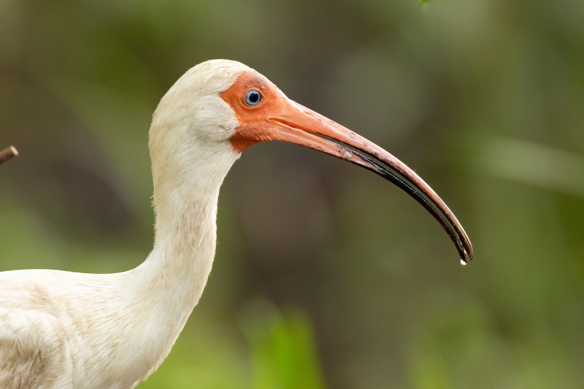 ibis bílý - ML618833635