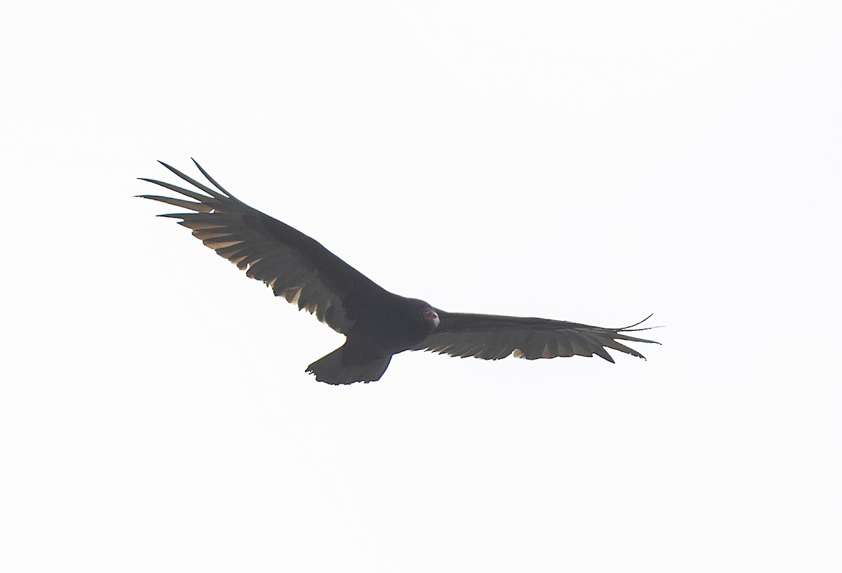 Turkey Vulture - Caroline Lambert