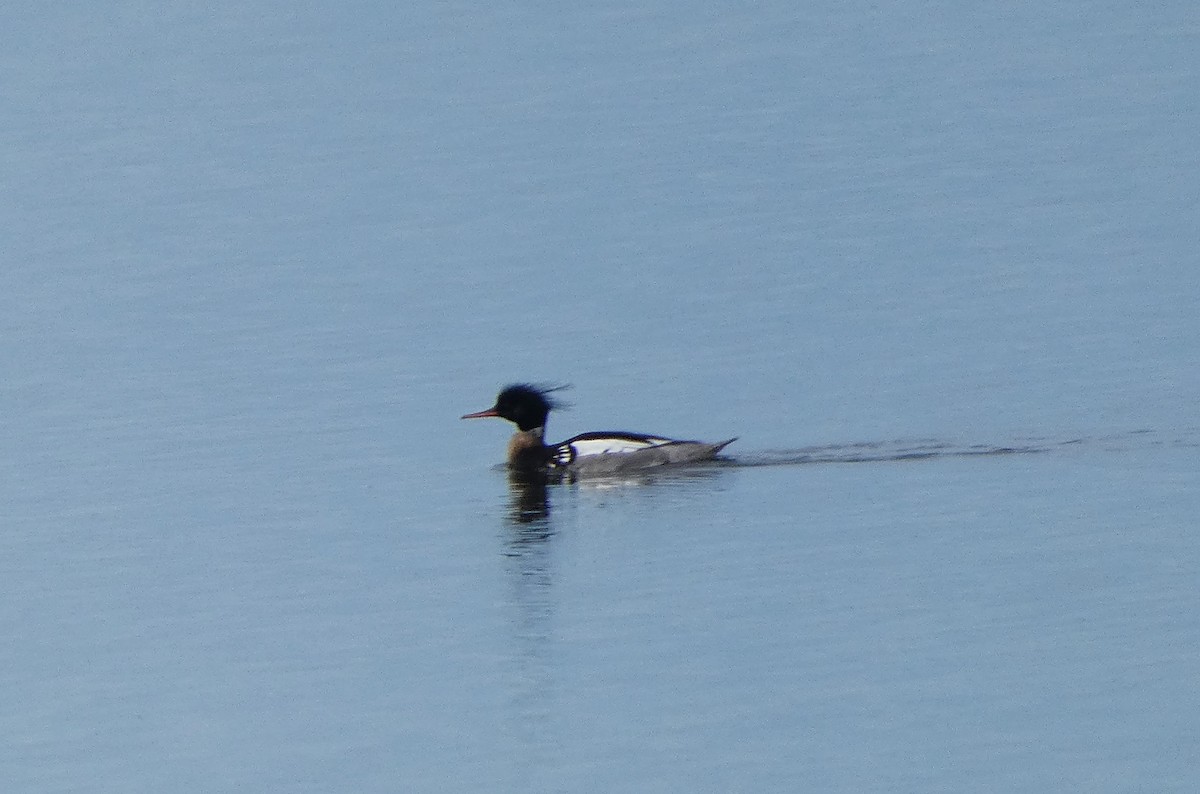 Red-breasted Merganser - Mike Tuer