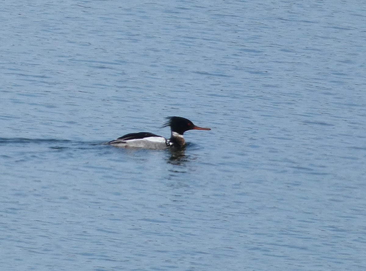 Red-breasted Merganser - Mike Tuer
