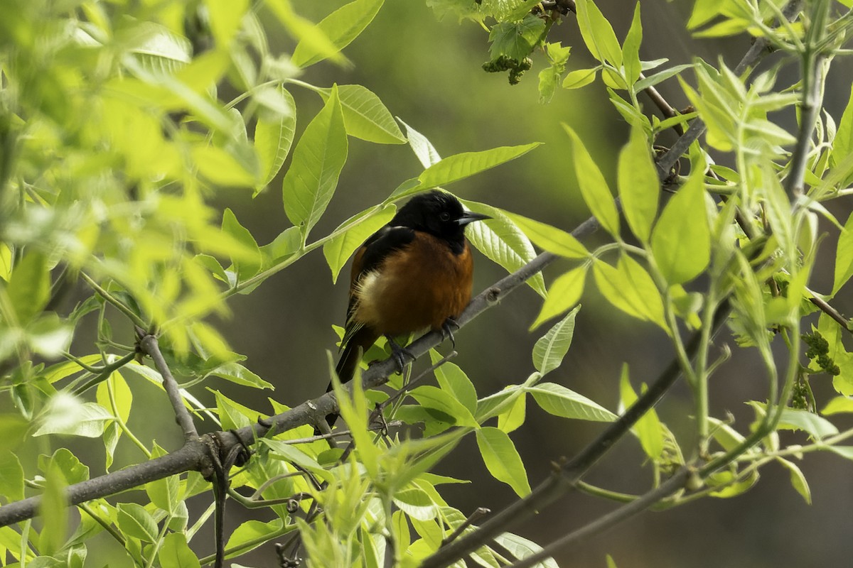 Orchard Oriole - Mamie Weed