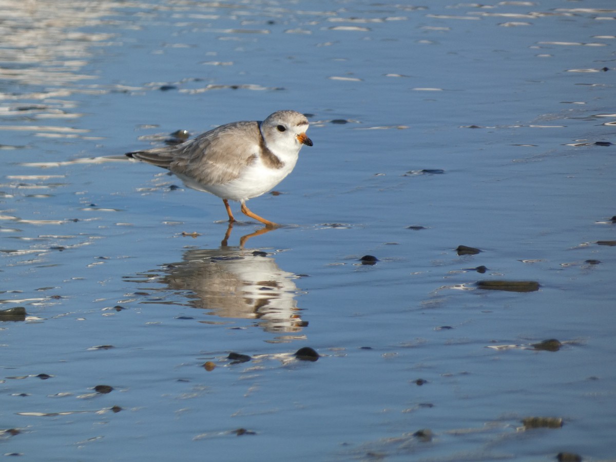 Piping Plover - ML618833782
