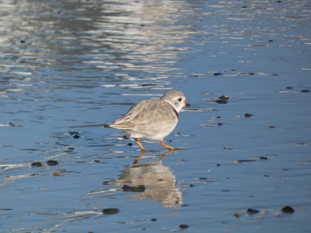 Piping Plover - ML618833784