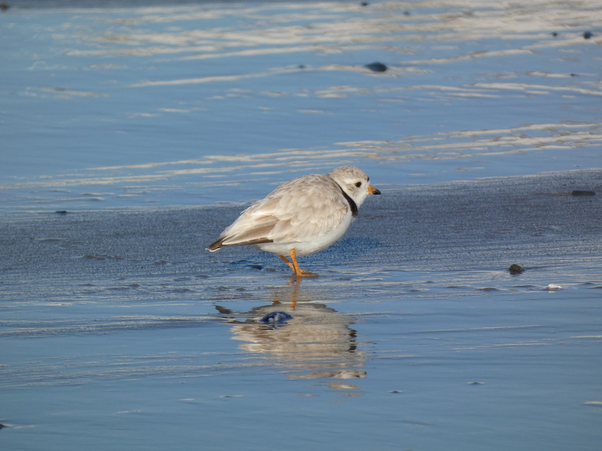 Piping Plover - ML618833785