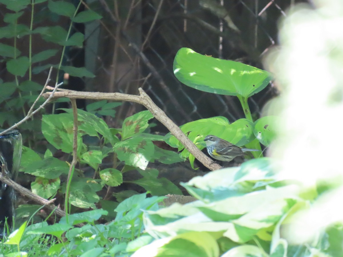 Yellow-rumped Warbler (Myrtle) - ML618833851