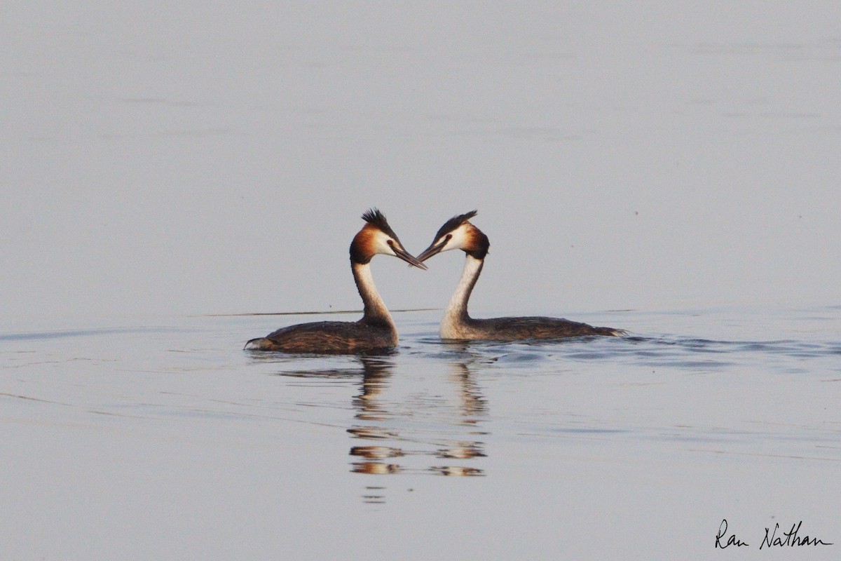 Great Crested Grebe - ML618833873