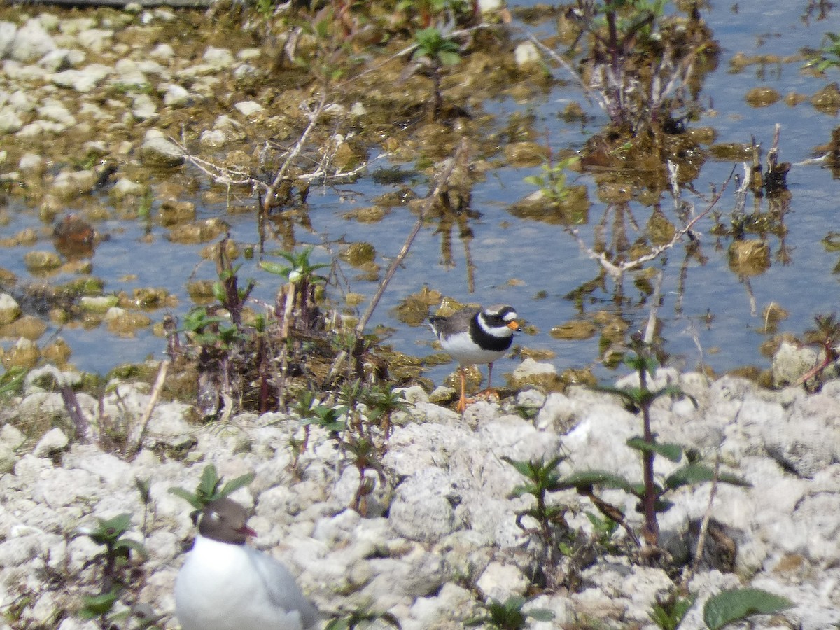 Common Ringed Plover - ML618833902
