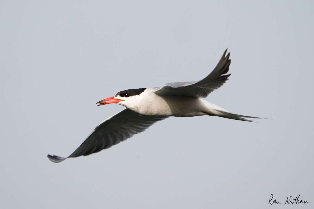 Common Tern - ML618833912