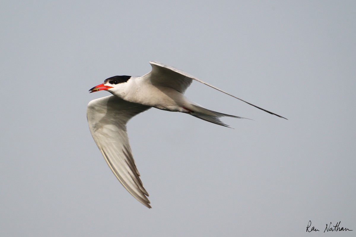 Common Tern - ML618833914