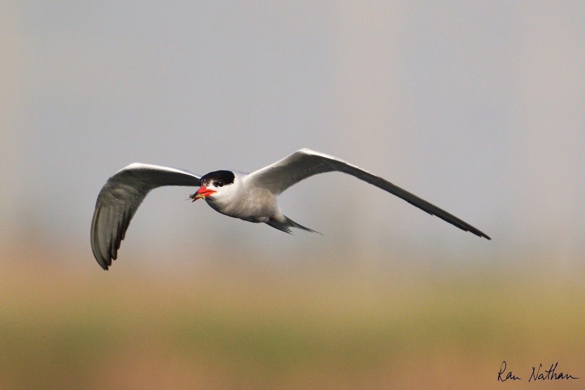 Common Tern - Ran Nathan