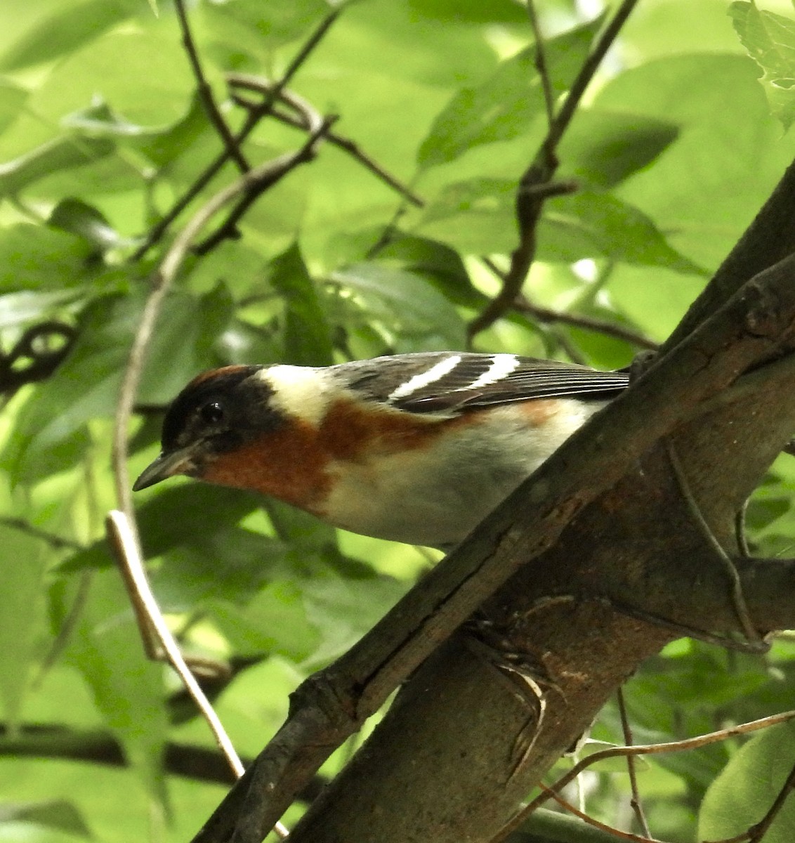 Bay-breasted Warbler - ML618833935