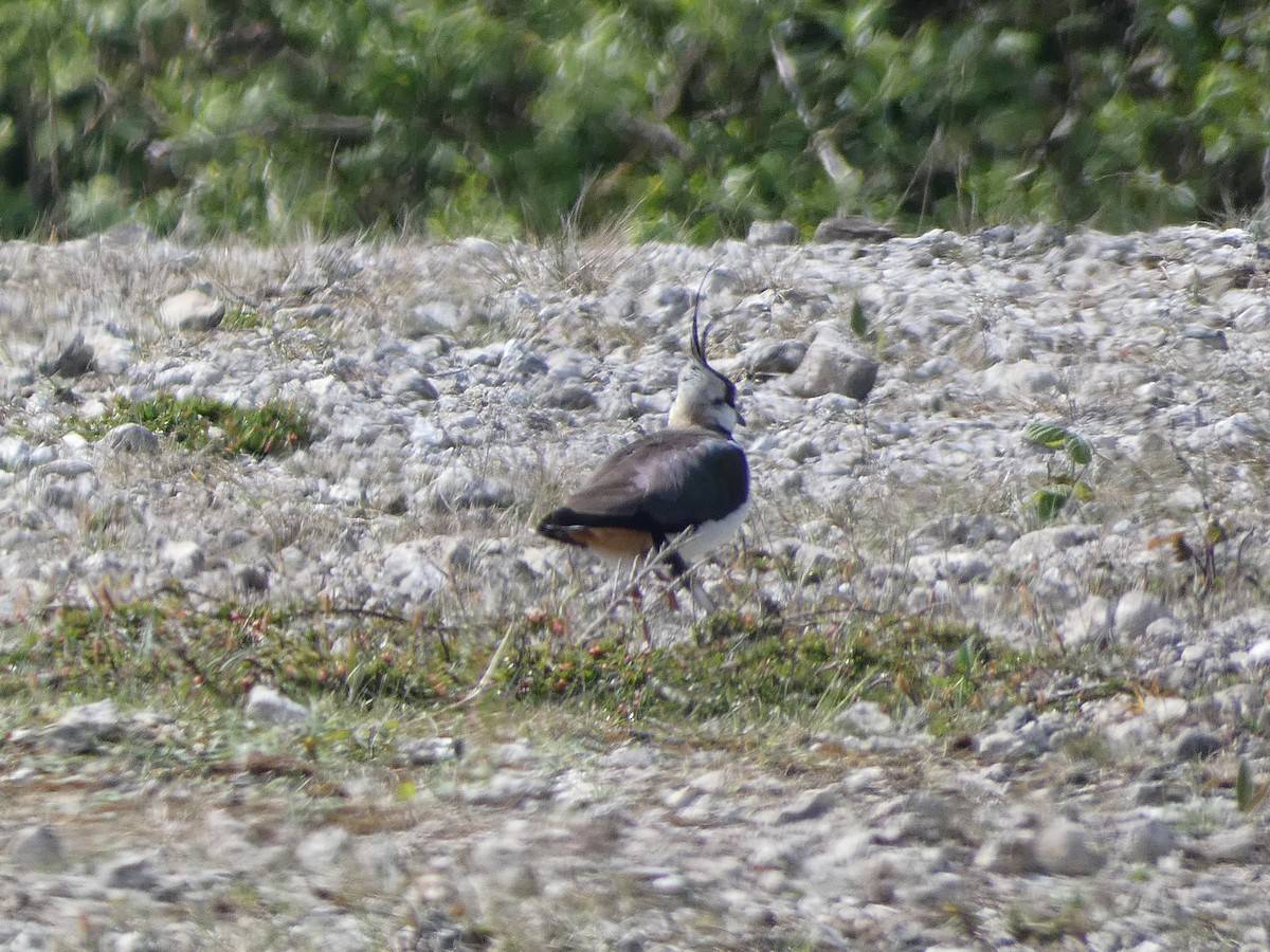 Northern Lapwing - Mike Tuer