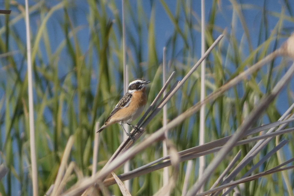 Whinchat - ML618833986