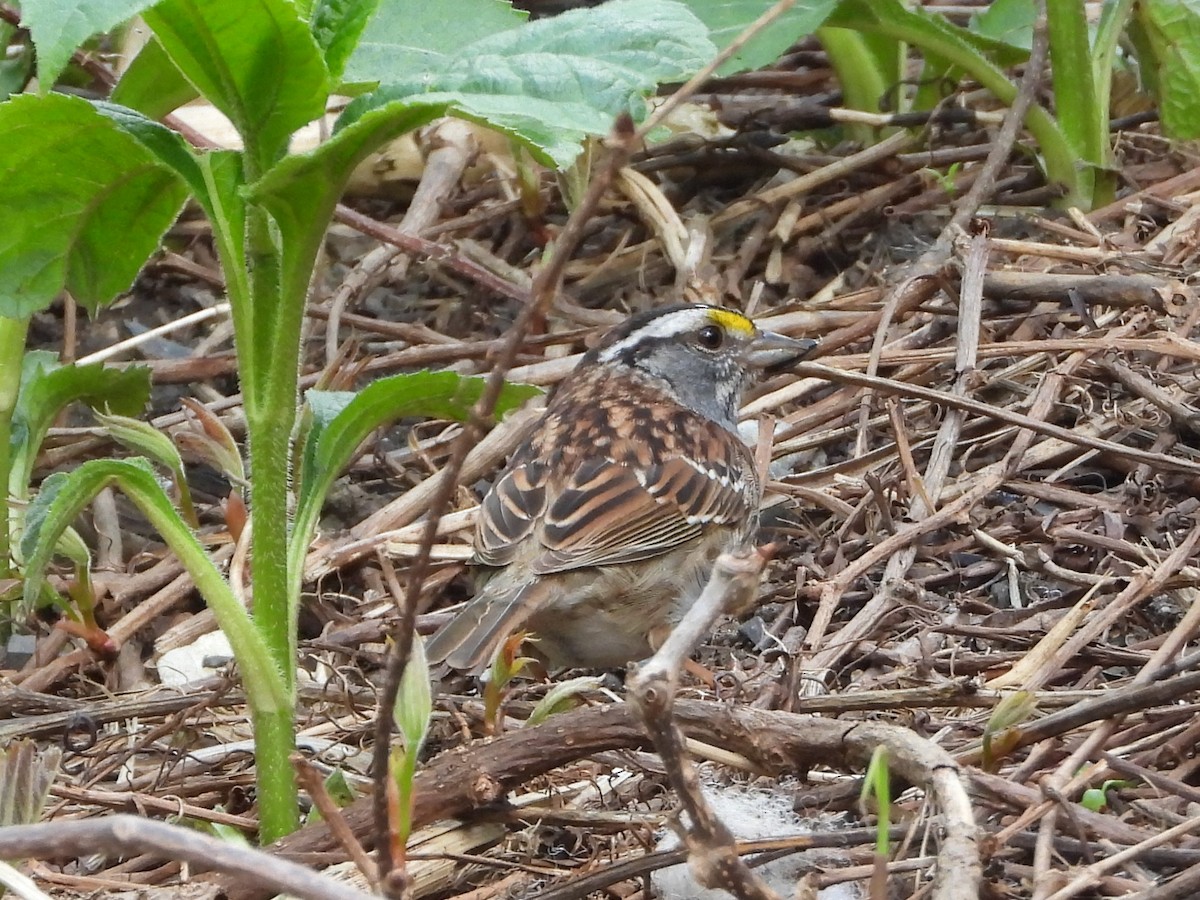 White-throated Sparrow - Daniel Coderre