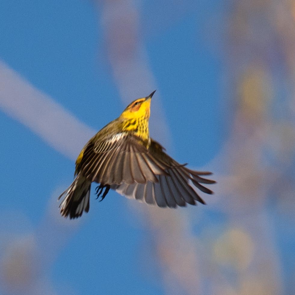 Cape May Warbler - ML618834025