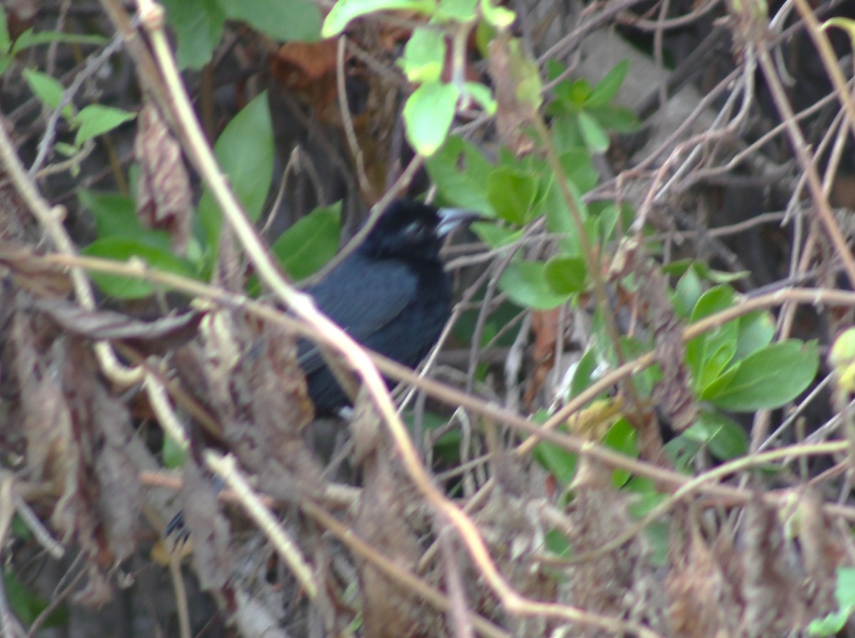 White-lined Tanager - ML618834044