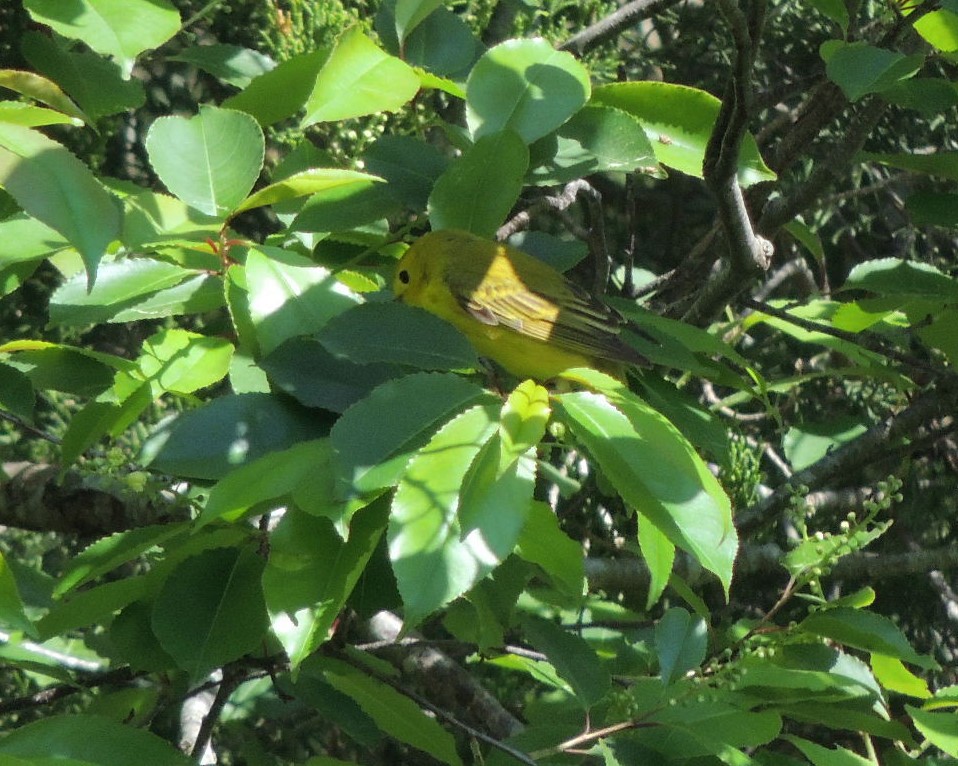 Yellow Warbler - ML618834055