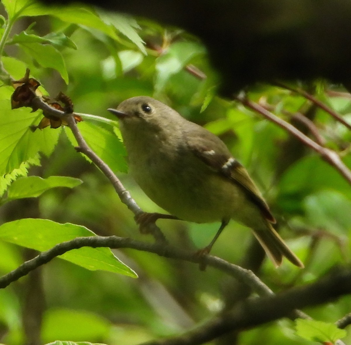 Ruby-crowned Kinglet - Shirley Andrews