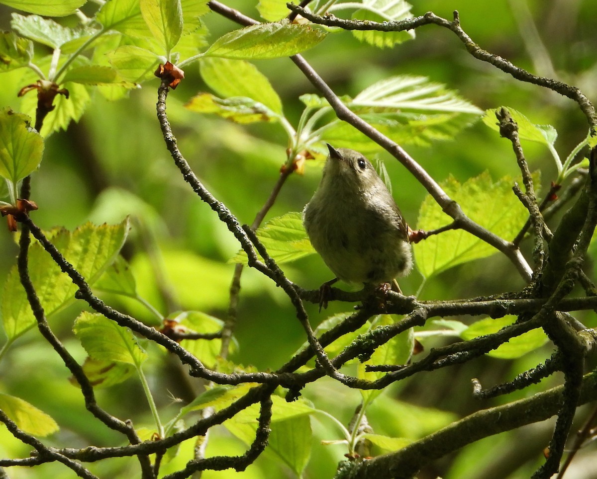 Ruby-crowned Kinglet - Shirley Andrews