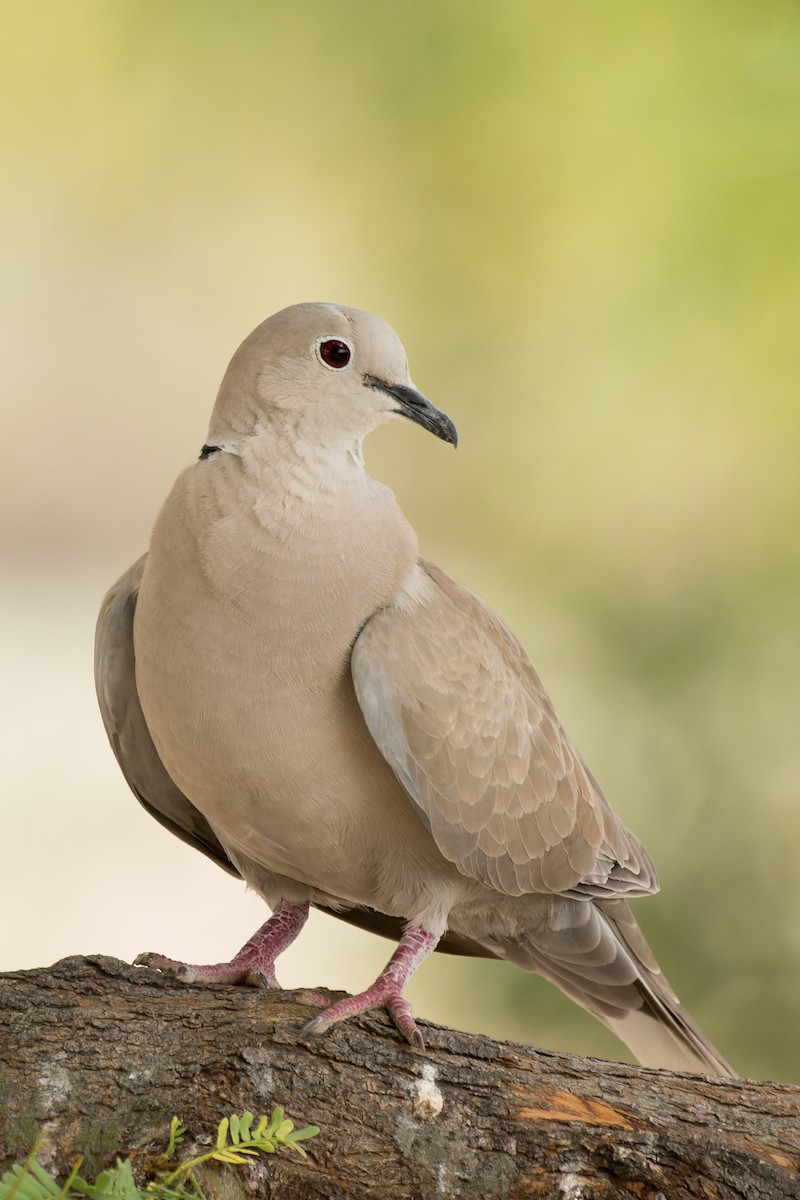 Eurasian Collared-Dove - Lori Buhlman
