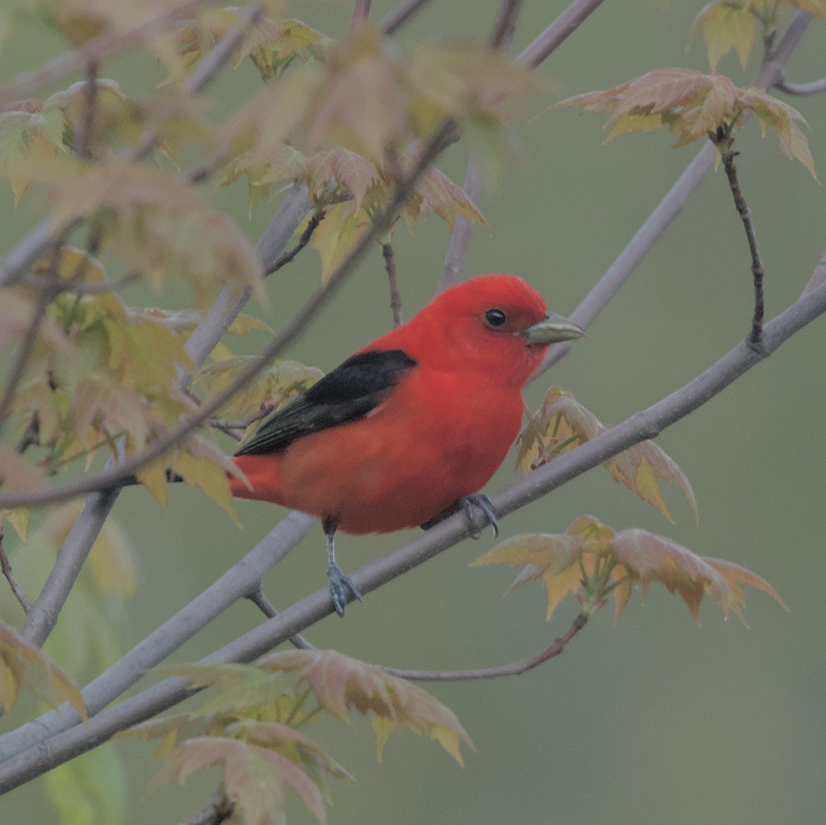 Scarlet Tanager - ML618834149