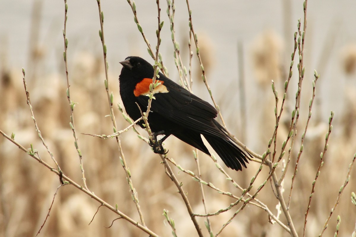Red-winged Blackbird (Red-winged) - Anne R.