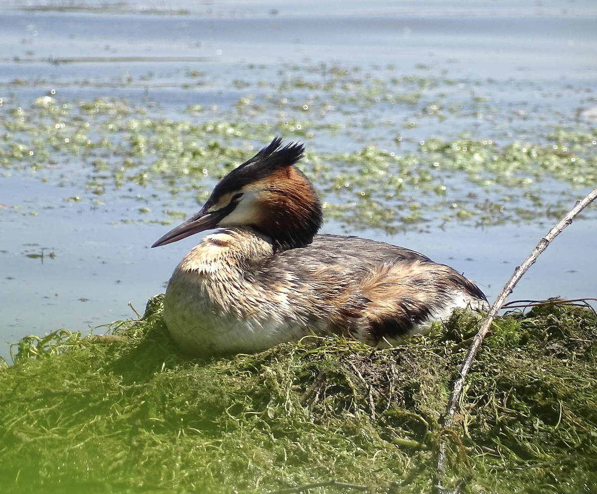 Great Crested Grebe - Jeffrey Roth
