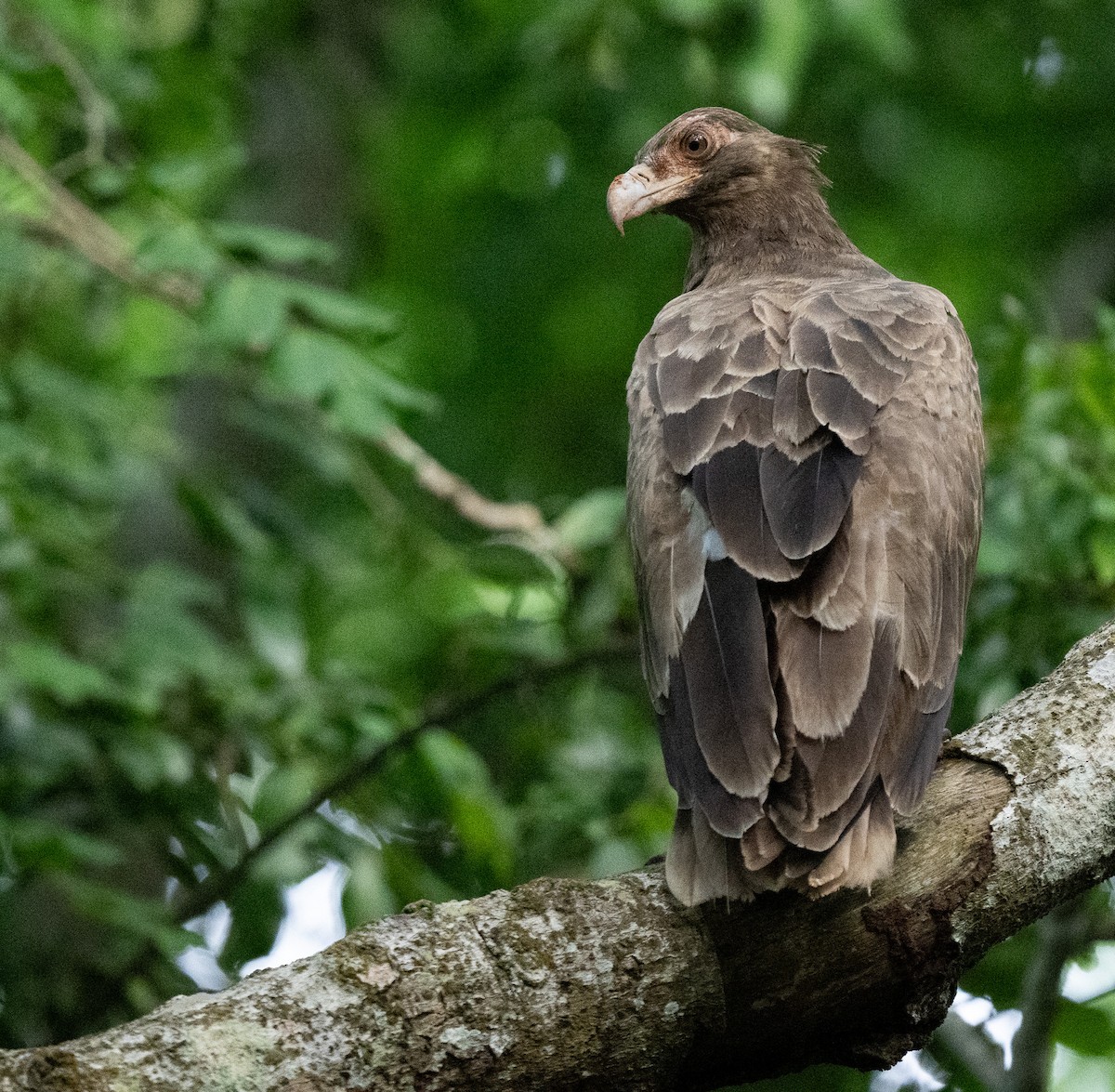 Palm-nut Vulture - Lizabeth Southworth